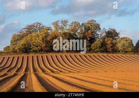 Pflugfeld mit Anbauflächen in Graten, landwirtschaftlich genutzte Landschaft in den Surrey Hills AONB im Herbst, England, Vereinigtes Königreich Stockfoto