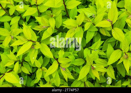 Spiraea japonica. Frische grüne Blätter an einem sonnigen Tag, abstraktes natürliches Nahaufnahme-Hintergrundfoto mit selektivem Fokus Stockfoto