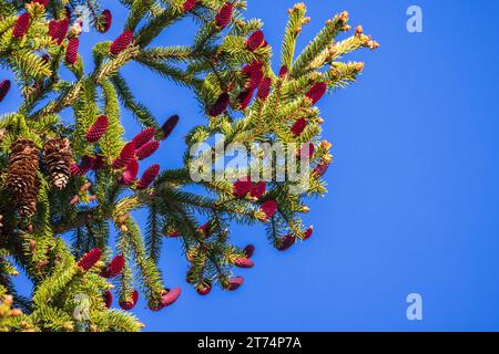 Fichtenzweig mit roten Kegeln steht an einem Frühlingstag unter klarem blauem Himmel Stockfoto