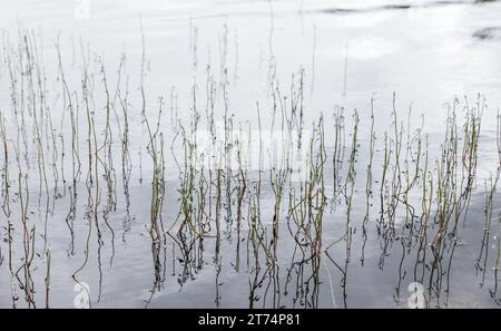 Natürliches Hintergrundfoto mit weißen Blüten von Lobelia dortmanna, Dortmanns Kardinalblume oder Wasser Lobelia, es ist eine Art blühender Pflanze in der Stockfoto