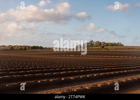 Pflugfeld bereit für das Anpflanzen von Obstbüschen in Graten, landwirtschaftlich genutzte Landschaft in den Surrey Hills AONB im Herbst, England, Vereinigtes Königreich Stockfoto