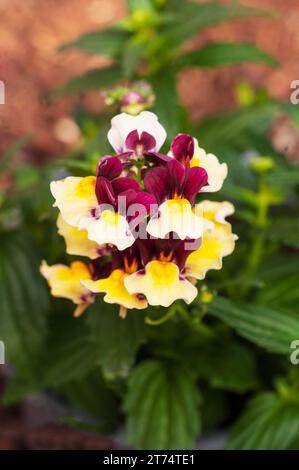 Nahaufnahme der Nemesia Aroma Series Heart of Gold eine Hybridpflanze, die als zweifarbige burgunderrote und gelbe Blüten eine halbharte Laubstaude ist Stockfoto