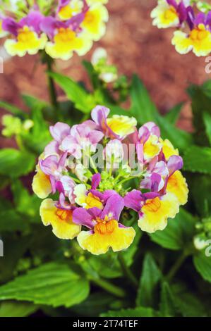 Nahaufnahme von Nemesia Aroma Series Rhabarber and Custard, einer Hybridpflanze, die als zweifarbige magentafarbene und gelbe Blüten eine halbharte Laubstaude ist Stockfoto