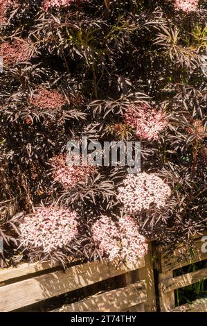 Sambucus nigra Schwarzer Holunder eine diciduous buschiger Strauch oder kleiner Baum, hat schwarze Blätter und auch schwarze Beeren im Herbst. Ist Voll winterhart. Stockfoto