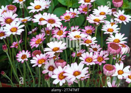 Rhodantheme oder marokkanische Gänseblümchen ist eine klumpenbildende mehrjährige Pflanze mit Gänseblümchen in weiß-Rot- und Rosa-Halbimmergrün und frostfest Stockfoto