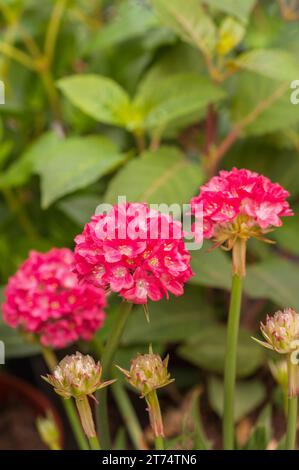 Armeria dreameria Dreamland eine Pflanze mit tiefrosa Blüten im Frühjahr und Sommer ist eine immergrüne Staude, die gut für Grenzen und Küstengebiete ist Stockfoto