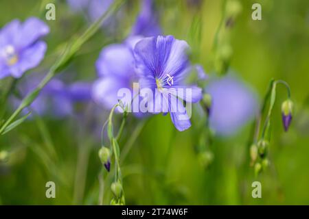 Schöne blühende Flachsblüten im Wald. Blumenhintergrund. Stockfoto