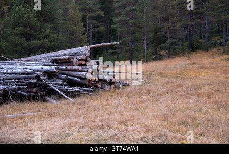 Baumstämme stapeln sich. Schnittholz aus dem Wald. Holzeinschlag Holzindustrie. Stockfoto