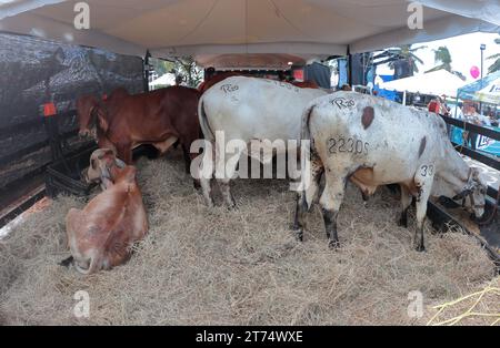 MARACAIBO-VENEZUELA-02-11-2023- einige Kühe der Blancer-Rasse werden während der lateinamerikanischen Rindermesse in der Stadt Maracaibo in einem Korral gesehen. © Stockfoto