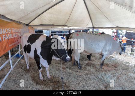 MARACAIBO-VENEZUELA- 02-11-2023- Kühe der holstein-Rasse werden zusammen auf der lateinamerikanischen Rindermesse in der Stadt Maracai in einem Korral gesehen Stockfoto