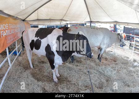 MARACAIBO-VENEZUELA- 02-11-2023- Kühe der holstein-Rasse werden zusammen auf der lateinamerikanischen Rindermesse in der Stadt Maracai in einem Korral gesehen Stockfoto