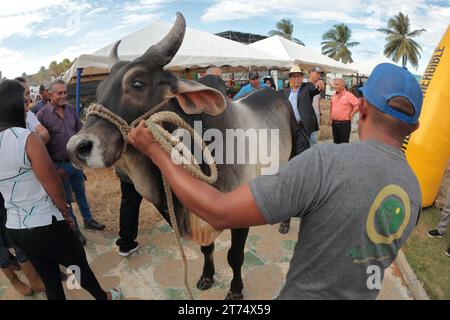 MARACAIBO-VENEZUELA- 02-11-2023- Ein Cebu-Stier wird während der lateinamerikanischen Rindermesse in der Stadt Maracaibo ausgestellt.©JOSE BULA Stockfoto