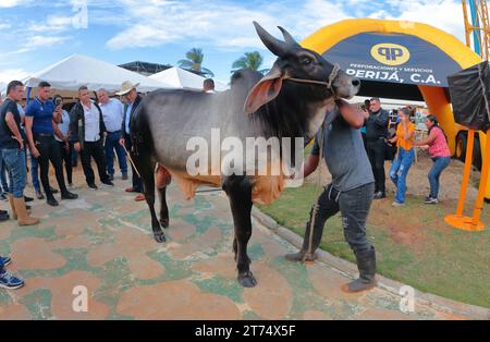 MARACAIBO-VENEZUELA- 02-11-2023- Ein cebu-Stier wird während der lateinamerikanischen Rindermesse in der Stadt Maracaibo ausgestellt.©JOSE BULA Stockfoto