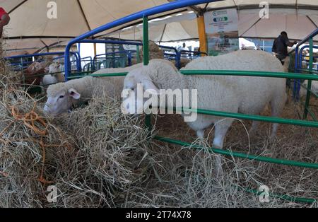 MARACAIBO-VENEZUELA-02-11-2023- einige Schafe der Ile de france züchten Gras während der Ausstellung der lateinischen ameikanischen Rinderschau in Maracaibo. © Stockfoto