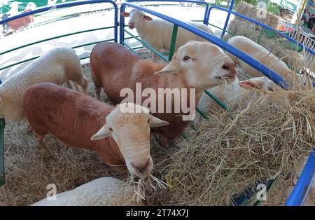 MARACAIBO-VENEZUELA-02-11-2023- einige Schafe der Ile de france brüten, ernähren sich mit Heu, während der lateinamerikanischen Rindermesse in Maracaibo. ©J Stockfoto