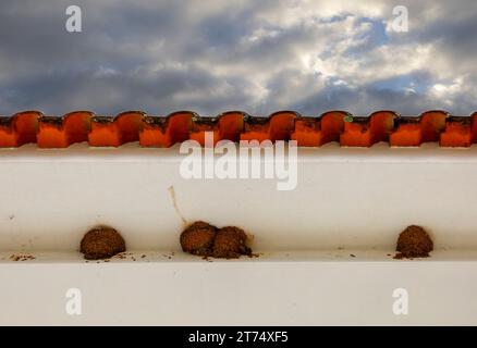 Vier Schwalbennester auf einem Dachtraufen Stockfoto