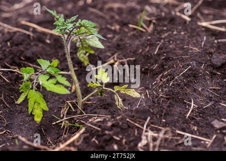 Tomatensämlinge im Boden. Selektiver Fokus. Natur. Stockfoto