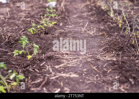 Tomatensämlinge, die im Frühjahr im Boden wachsen. Selektiver Fokus Stockfoto