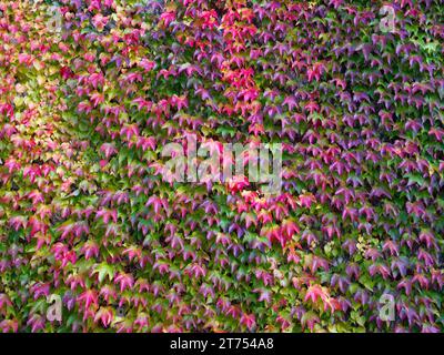 Weinblätter an einer Hauswand in tollen Herbstfarben Stockfoto