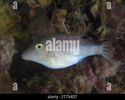 Pufferfisch (Canthigaster rostrata) in der Nacht. Tauchplatz Los Cancajos, La Palma, Kanarische Inseln, Spanien, Atlantik Stockfoto