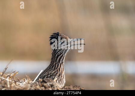 Porträt eines Roadrunners auf einem Bauernhof. Der Roadrunner zeigt mit geöffnetem Schnabel nach rechts, wachsam und begierig auf die nächste Mahlzeit. Stockfoto