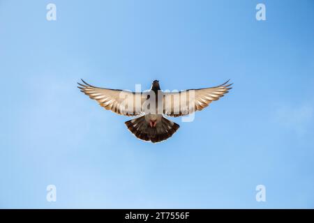 Einzige Taube mit Flügeln in der Luft öffnen Stockfoto