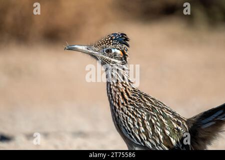 Ein Roadrunner im Profil, der nach links schaut, an einem sonnigen Tag mit direktem Licht in der Wüste des amerikanischen Südwestens. Stockfoto