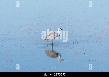 Ein Sandhill Crane steht mitten in einem flachen blauen Teich, ein Reflektor des Krans erscheint auf der Wasseroberfläche. Stockfoto