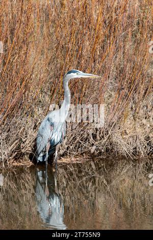 Ein einsamer großer Blaureiher steht im stillen Wasser mit einer Spiegelspiegelung. Stockfoto