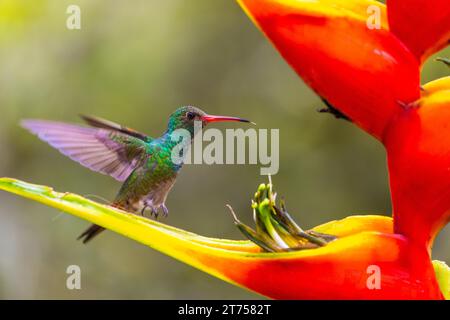 Braunschwanz Amazonas (Amazilia tzacatl) im Flug, Kolibri (Trochilidae), Swiftbirds (Apodiformes), Heliconia Wagner (Heliconia wagneriana) Stockfoto