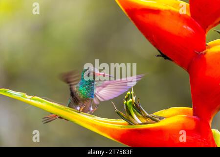 Braunschwanz Amazonas (Amazilia tzacatl) im Flug, Kolibri (Trochilidae), Swiftbirds (Apodiformes), Heliconia Wagner (Heliconia wagneriana) Stockfoto