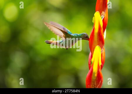 Braunschwanz Amazonas (Amazilia tzacatl) im Flug, Kolibri (Trochilidae), Swiftbirds (Apodiformes), Heliconia Wagner (Heliconia wagneriana) Stockfoto