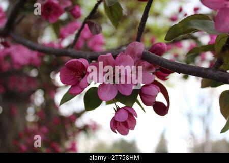 Wunderschöne Pink Blossoms on Tree Fotografie Stockfoto
