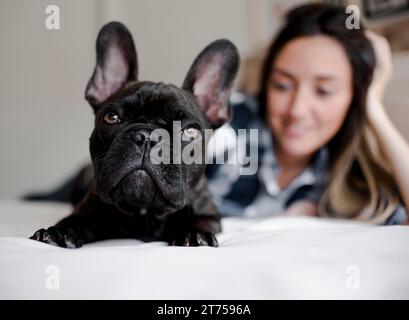 Nahaufnahme entzückender französischer Bulldogge Stockfoto