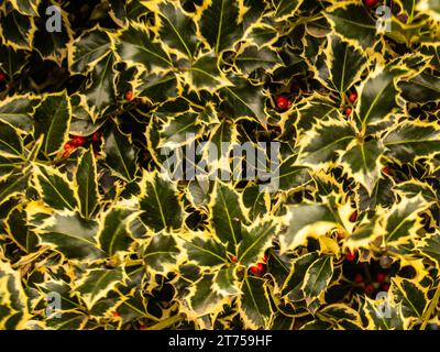 Herbstliche Umwandlung von stechpalmenblättern und Beeren, während sie sich in einen atemberaubenden Rotton inmitten einer strukturierten, belaubten Leinwand entwickeln Stockfoto