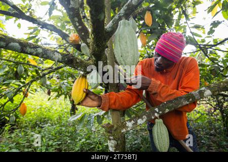 Ein Landwirt sammelt während der Ernte eine Kakaoschote vom Baum Stockfoto