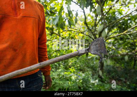 Nahaufnahme einer Axt, die ein Landwirt zur Ernte von Kakaoschoten in der Plantage verwendet. Stockfoto