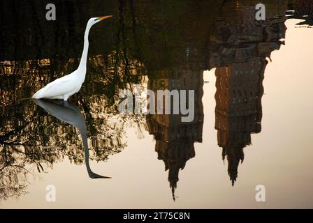 Ein Egret steht in einem See im Central Park, wo sich die Gebäude von New York City im Wasser spiegeln und einen Kontrast zur Natur in einer urbanen Umgebung bieten Stockfoto
