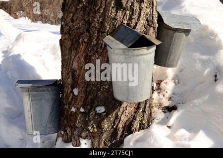 Eimer und Eimer fangen saft und Zucker und verwandeln sich an einem kalten Wintertag in Neuengland in Ahornsirup Stockfoto