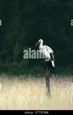 Ein Einfallstorch (Ciconiidae) auf einem Zaunpfosten, matter, dunkelgrüner Wald im Hintergrund, hohes blasses Gras im Vordergrund, stimmungsvolle Atmosphäre Stockfoto