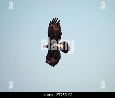 Verreaux's Eagle (Aquila verreauxii) oder Black Eagle im Flug mit großen ausgestreuten Flügeln, die über Laikipia, Kenia, Afrika, fliegen Stockfoto