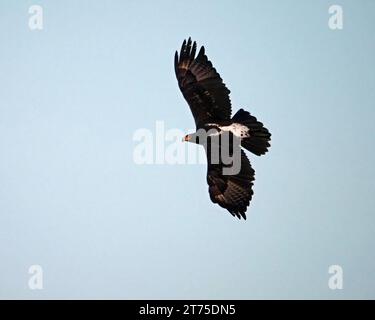 Verreaux's Eagle (Aquila verreauxii) oder Black Eagle im Flug mit großen ausgestreuten Flügeln, die über Laikipia, Kenia, Afrika, fliegen Stockfoto