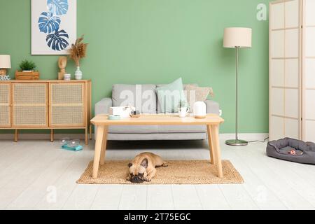 Süße französische Bulldogge liegt auf dem Teppich unter dem Tisch im Wohnzimmer Stockfoto