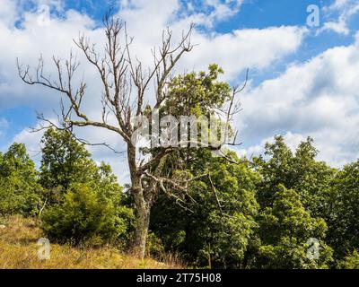 Inmitten des lebendigen Grüns und des weitläufigen Himmels entlang des North Mountain and Laurel Run Trail in West Virginia und Virginia, ein einsamer Witz Stockfoto