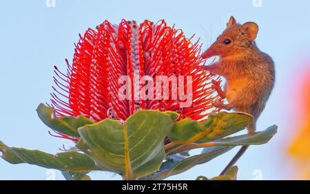 Honey Possum, Waychinicup National Park, Cheyne's Beach, Western Australia Stockfoto