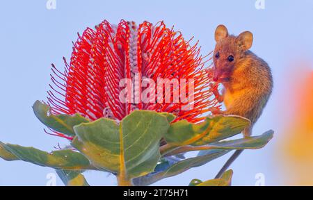 Honey Possum, Waychinicup National Park, Cheyne's Beach, Western Australia Stockfoto