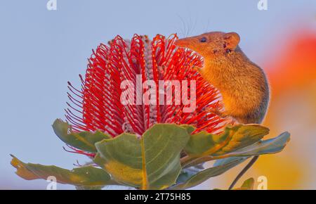 Honey Possum, Waychinicup National Park, Cheyne's Beach, Western Australia Stockfoto