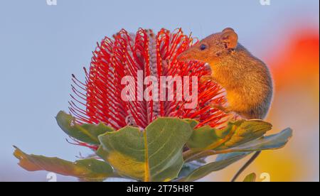 Honey Possum, Waychinicup National Park, Cheyne's Beach, Western Australia Stockfoto