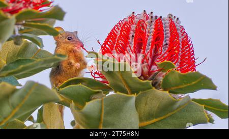 Honey Possum, Waychinicup National Park, Cheyne's Beach, Western Australia Stockfoto