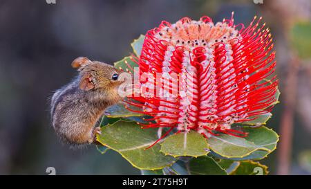 Honey Possum, Waychinicup National Park, Cheyne's Beach, Western Australia Stockfoto